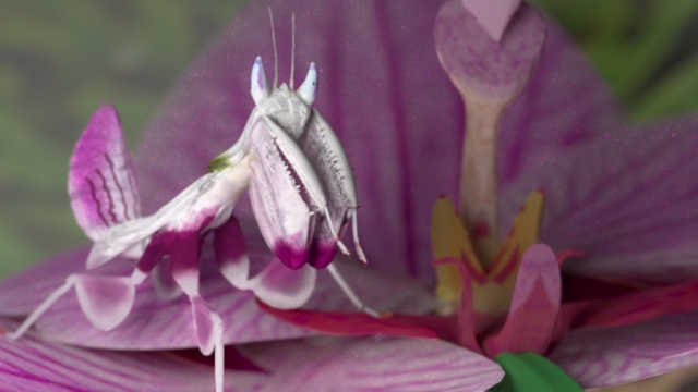 Tutorial: Mantis Series Pt 3 - Luxrender Materials