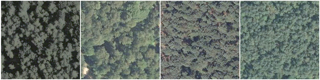 Treesat AI image of pine trees and birches